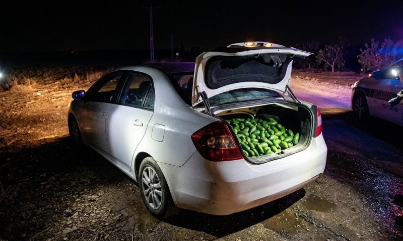 מג"ב מרכז תפס חשוד עם 162 ק"ג אבוקדו גנוב